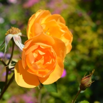Buttercup Rose